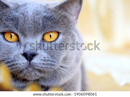 A beautiful gray plush Scottish straight cat with yellow eyes. Trendy cat. Bright and unrivaled gray - the main colors
