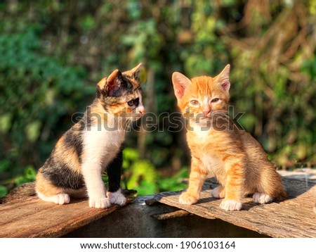 Cute little kitten orange and black white outdoor