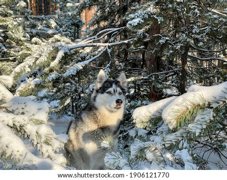 Portrait of siberian husky among snow-covered pines in winter forest