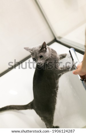 Russian blue cat in the bath. A purebred cat loves to wash in the bathroom. White bathtub, beautiful green-eyed cat.