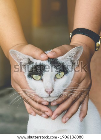 An abandoned stray black and white cat embraced and massaged by the girl's hands with love and compassion. Lovely cat in  kindness human hands, Vintage effect love for the animals. Pet care concept.