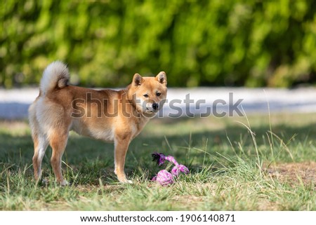 Portrait of Shiba Inu dog in the garden

