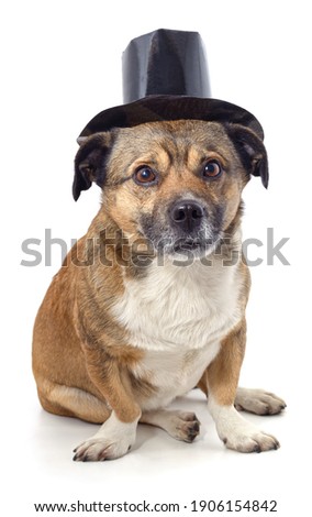Puppy in a top hat isolated on a white background.