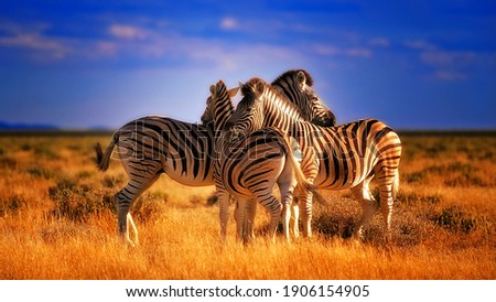Three Zebras caught showing love  Royalty-Free Stock Photo #1906154905