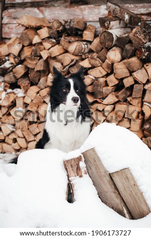 Black and white border collie dog sitting on snow in front of firewood storage