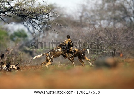 The African wild dog, African hunting dog or African painted dog (Lycaon pictus), playing puppies in the dry savannah among thorny bushes.