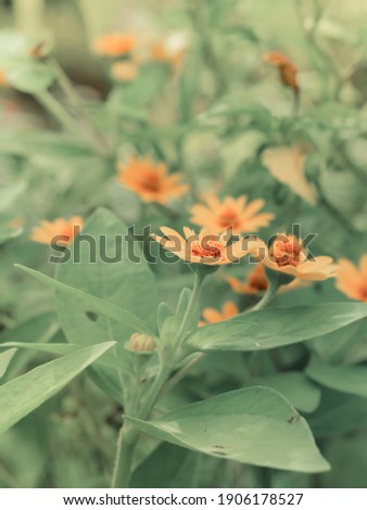 high resolution beautiful flower Zinnia angustifolia Yellow Flowermini in the garden macro photography 