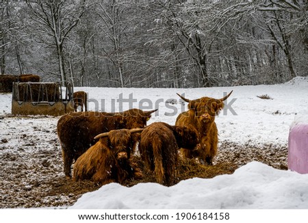 Highland cattle in a winter landscape covered with snow. Picture from Scania county, Sweden