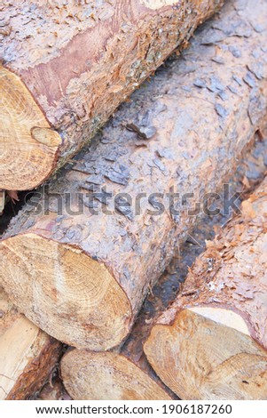 Felled and stacked forest timber logs