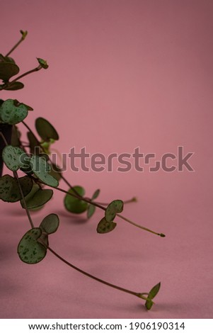 Ceropegia woodii on pink background, seen closely