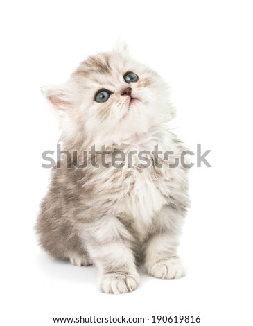 little fluffy kitten on a white background
