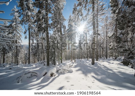 Black Forest Germany in winter, the sun shines through the forest. 