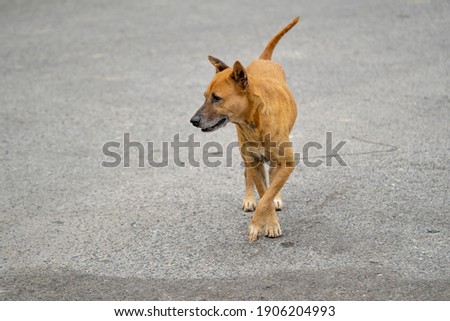 Brown street dog wandering along know among people around the area by the name Brown. People love him