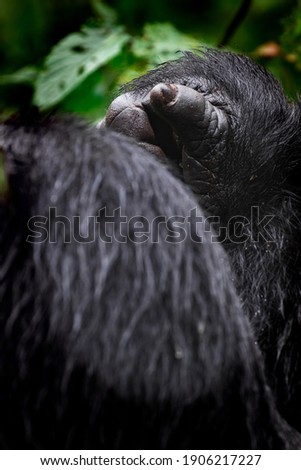 Mountain Gorillas in Bwindi National Forest, Uganda