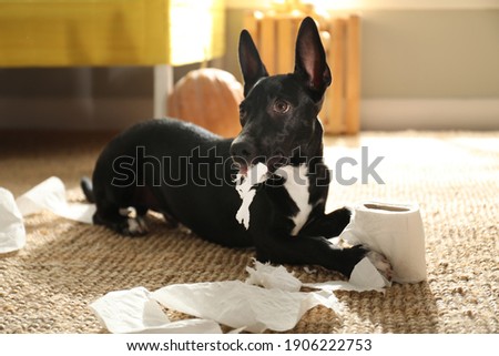 Cute black dog with toilet paper on floor indoors. Halloween celebration