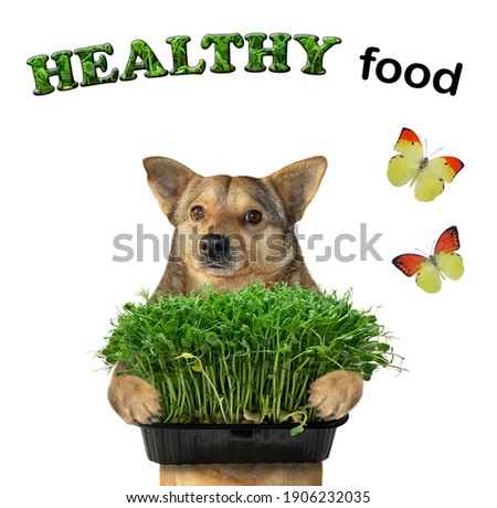 A dog holds a plastic microgreens box. Healthy food. White background. Isolated.