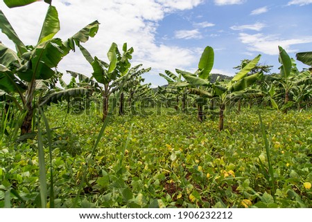 To increase land efficiency this farmer is growing two crops on one section of land, a bean and bananas (Musa sp.). By doing this it allows the farmer to get more produce from his land.