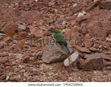 Little Green Bee-Eater sits on the stone