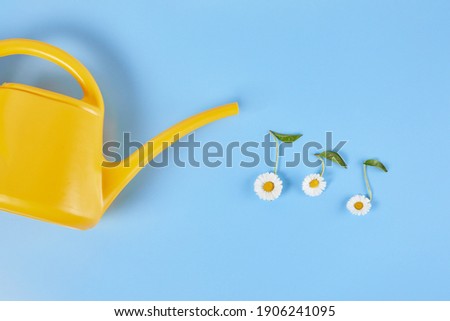 Watering chamomile flowers in the form of notes from watering can on blue background. concept music lover or springtime, hello summer