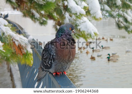 The photo was taken in a public park in the city of Odessa. The picture shows a city pigeon sitting on a railing on a winter day.