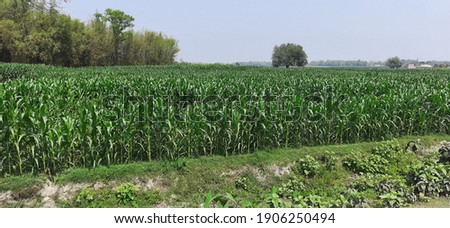 Ultrawide view of a field in summer day.