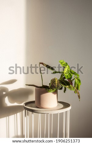 Marantha leuconeura Fascinator in a pink chevron pot in a sunny room. Trending tropical houseplant, Prayer plant