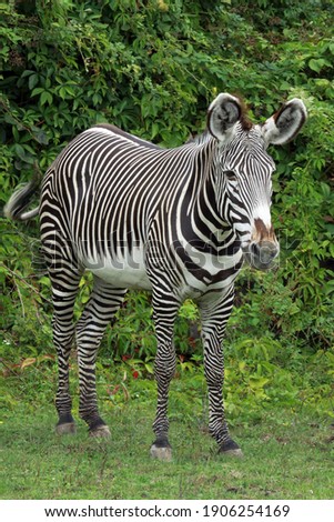 Grevy's zebra (Equus grevyi) in zoo; portrait Royalty-Free Stock Photo #1906254169