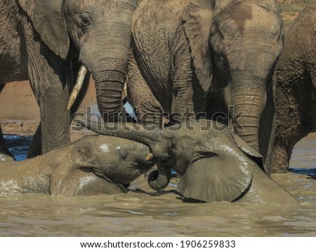 Elephants wrestling in a waterhole