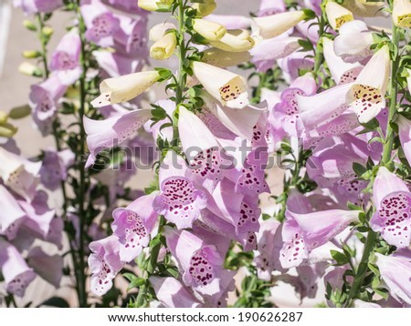 Digitalis purpurea is a species of flowering plant in the genus Digitalis, in the family Scrophulariaceae, native and widespread throughout most of temperate Europe.