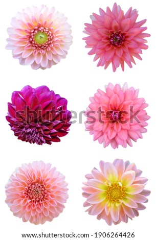 Dahlia flowers collection in flower garden