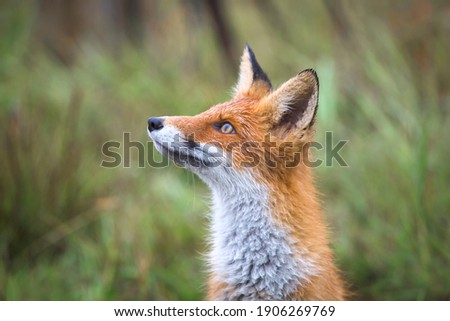 Beautiful young red Fox in the wild. A sly Fox with a white breast. A curious wild animal. Rural place. Autumn Sunny day.