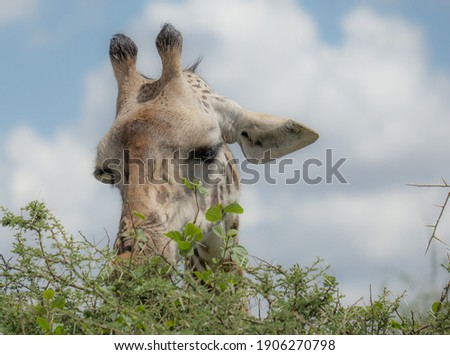 Giraffe eating from the tree, zoom on head, sky background