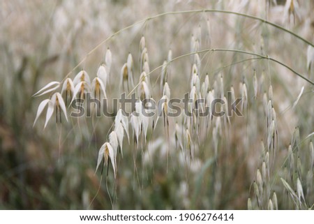 Avena fatua – common wild oat, avena sativa Royalty-Free Stock Photo #1906276414