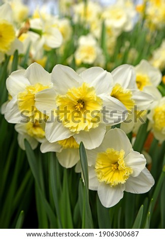 Lovely yellow and white Slim Whitman Large Cupped Daffodils in spring