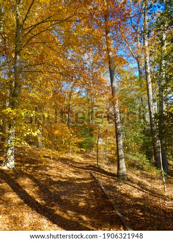 Scenic trail under American Beech (Fagus grandifolia) and oak trees (Quercus spp.) with beautiful golden yellow fall foliage on a sunny day.