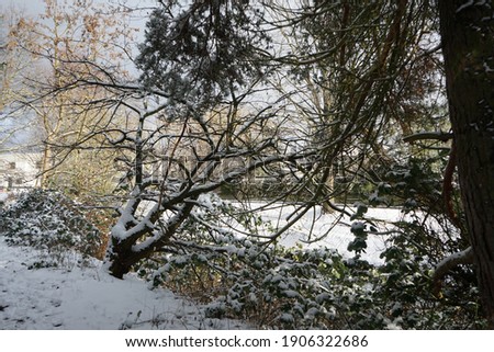 Winter snowy landscape with wonderful vegetation in January. Berlin, Germany