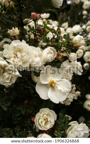 White roses in the summer garden. Buds of white roses blossoming on a bush Royalty-Free Stock Photo #1906326868