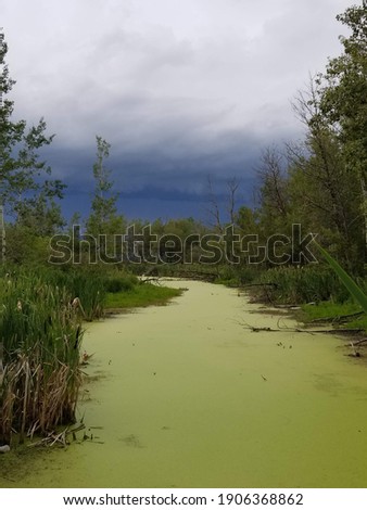 swamp in alberta canada with green moss