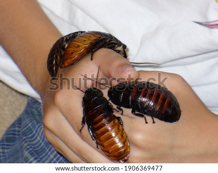 Closeup of child's hands with 
Madagascar hissing cockroaches 