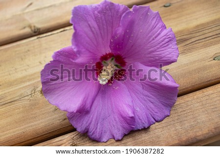 Pink hibiscus on the deck with pollen falling out