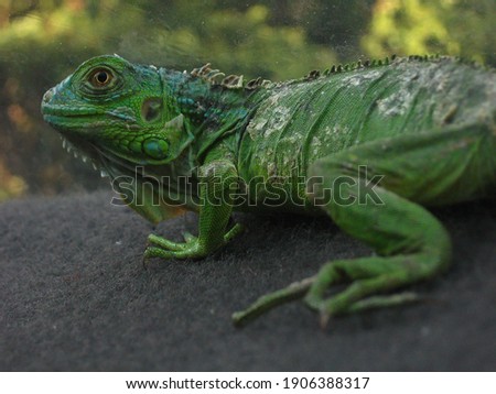 Green reptile animal iguana close up exotic creature.