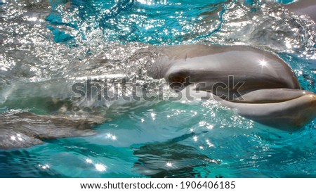          Picture of dolphin at Sea World, Texas.                      