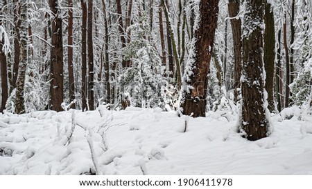 Dalmatian in Winter Snow Scene in the woods