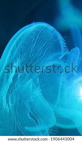 close up picture of a moon jellyfish