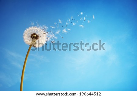 Dandelion with seeds blowing away in the wind across a clear blue sky with copy space Royalty-Free Stock Photo #190644512