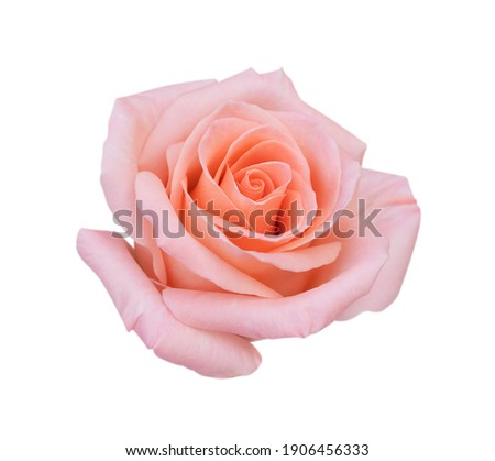 Pink rose flower isolated on white background, soft focus and clipping path Royalty-Free Stock Photo #1906456333