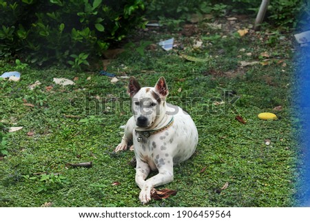 A female Thai dog crouching on the green grass.