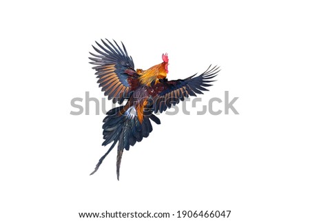 Red jungle fowl flying isolated on white background Royalty-Free Stock Photo #1906466047