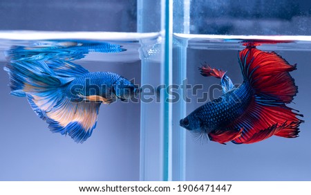 Beautiful movement of blue yellow and red blue betta in fish tank, Siamese fighting fish, Two betta fish are fighting, Betta splendens, Half moon Betta fish.