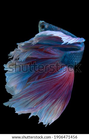 Beautiful movement of blue red Betta fish, Siamese fighting fish, Betta splendens of Thailand isolated on black background.